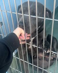 Hers was a face we couldn't unsee. A stray dog locked up in ...