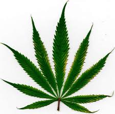 Image result for cannabis leaf