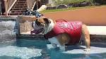 Dog Life Jacket Reviews: How to Choose the Best - Dog Expert