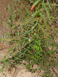 Image result for Nesaea moggii