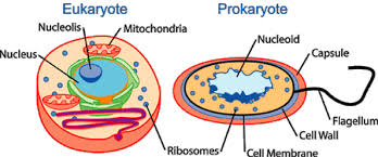 Resultado de imagen para eukaryotic cells