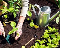 Image of person watering a droughttolerant garden