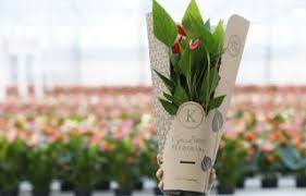 Nieuwe Oogst - News update