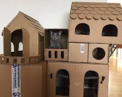 cat playing in a cardboard box houseの画像