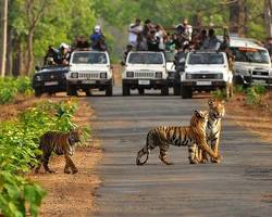 Image of Bandipur National Park