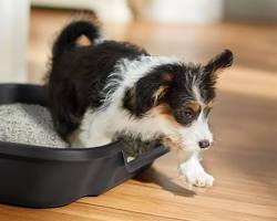 pet using a litter boxの画像