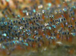 Image result for sperm released into the water