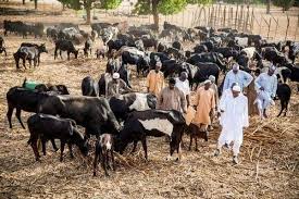 Buhari and his cattles