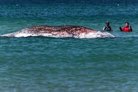 Timmy, the stranded humpback whale, found dead off Danish coast
