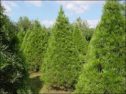 Image result for Tree plantation