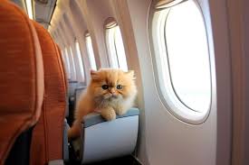 Travel And Tour World - News update