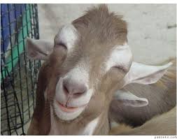 Image result for bakra eid funny images