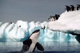 Image result for whale eating fish in seas
