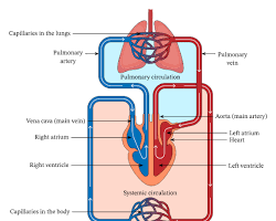 Image of Systemic circulation diagram