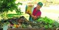 PICCOLA GUIDA AL COMPOSTAGGIO DOMESTICO