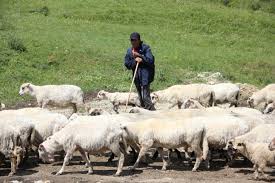 Imagini pentru cioban la oi