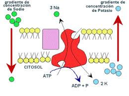 Resultado de imagen para transporte en masa de la membrana celular
