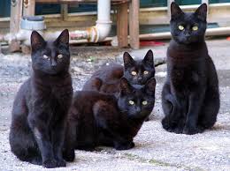 Risultati immagini per gatti neri