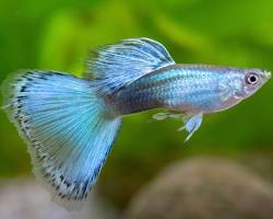Bildmotiv: Guppy Fisch