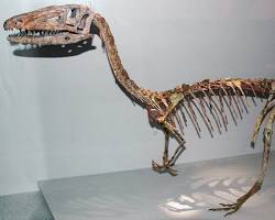 Image of Edward Drinker Cope Coelophysis skeleton hollow bones