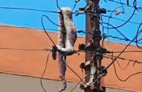 Snake Causes Power Outage in Ashanti Region