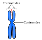 Chromatide