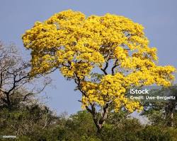 Imagem de Ipê amarelo em plena floração