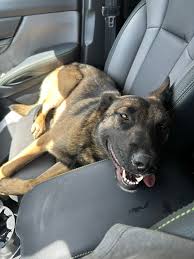 Found a lost dog running northbound on Highway 99