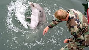 Does the US Navy have trained kamikaze dolphins operating in the Strait of Hormuz? - explainer