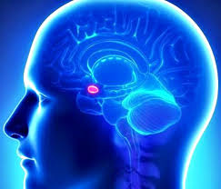 Image result for ANKSIOZNOST