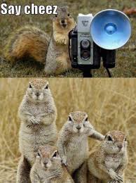 Image result for Animal Meme