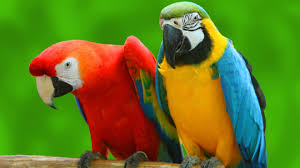 Image result for macaw parrot hd