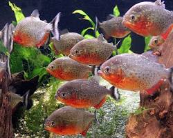 群れで生活するピラニアの画像