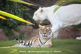 Resultado de imagen de imagenes de loro parque