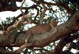 Image result for animals living in a tree