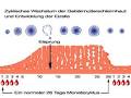 Den weiblichen Zyklus, Eisprung und die Periode verstehen