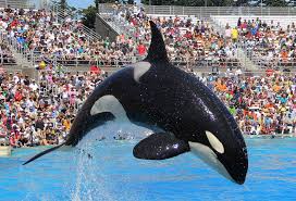 Image result for seaworld san diego pictures