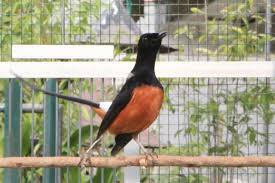 Hasil gambar untuk murai batu