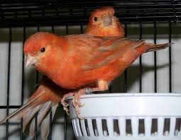 FOTO BURUNG KENARI JANTAN DAN TIPS PERAWATAN 