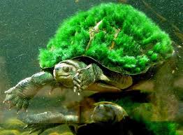 Resultado de imagen para tortugas mascota