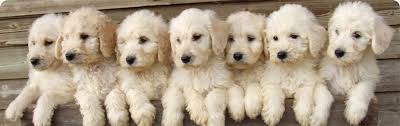 Afbeeldingsresultaat voor labradoodle puppy