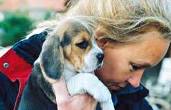 Beagle-News - Dr. Barbara Rudorf-Stever - Beaglezucht - Züchter - Welpen ...