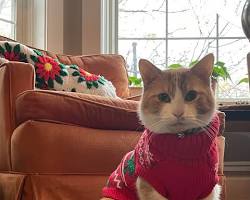 cat wearing a sweaterの画像