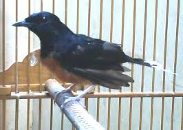 Hasil gambar untuk murai batu