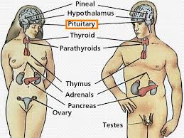 Image result for pituitary gland