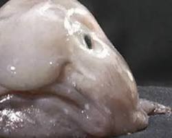 Image of Blobfish