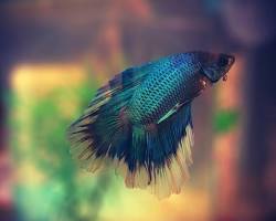 Image of Betta fish fin loss