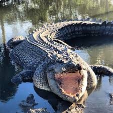 Koorana - King Wally, Enjoying the sun 🌞 Watch our live videos on our Facebook page #kooranacrocodilefarm #koorana | Facebook