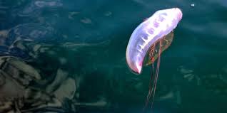 Portuguese Man-of-War