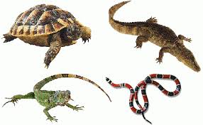 Resultado de imagen para definicion de los anfibios